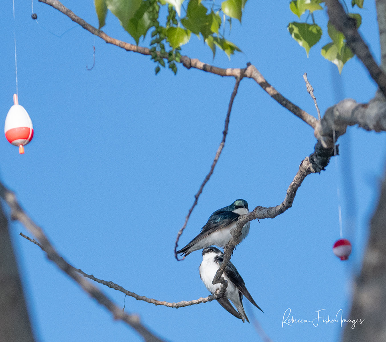 Birds and fishing bobbers in a tree can be a common sight at some area lakes.